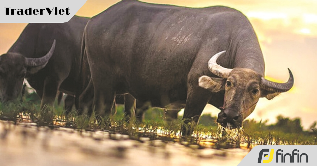 Chém gió cùng "chây dơ" (24): Trâu chậm uống nước đục!