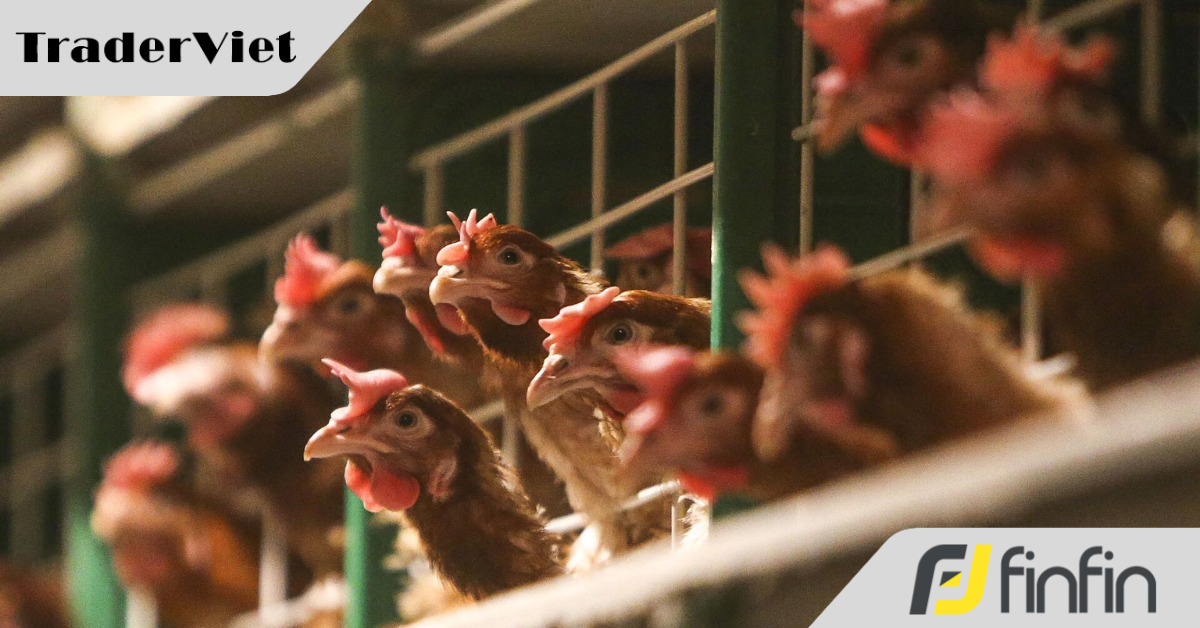 Hai nam ca sĩ xuất hiện trong clip kêu gọi đầu tư tài chính có dấu hiệu lừa đảo