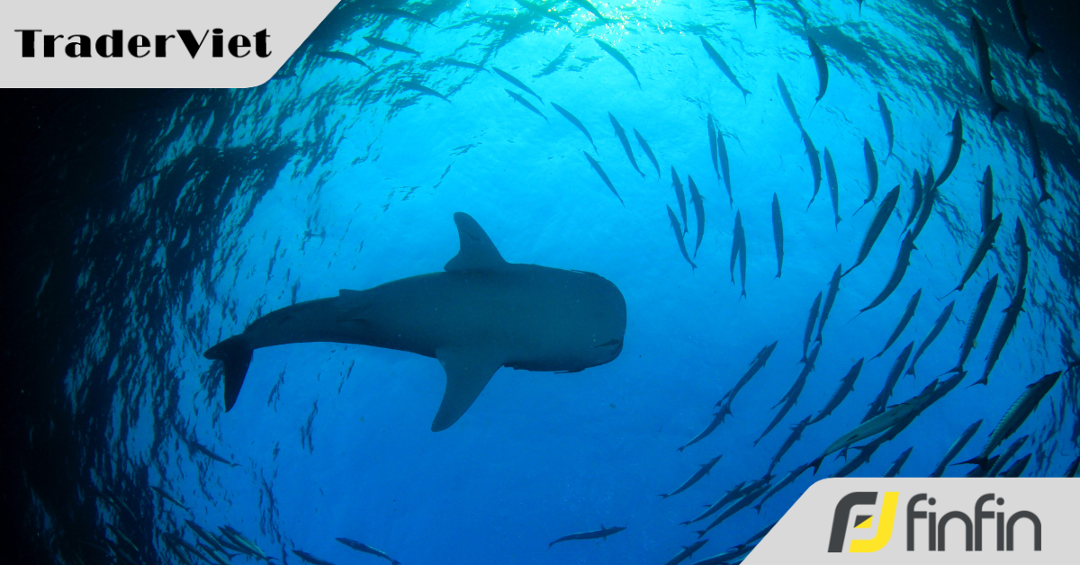 'Cá voi' gom Bitcoin sau 3 tháng bán ròng