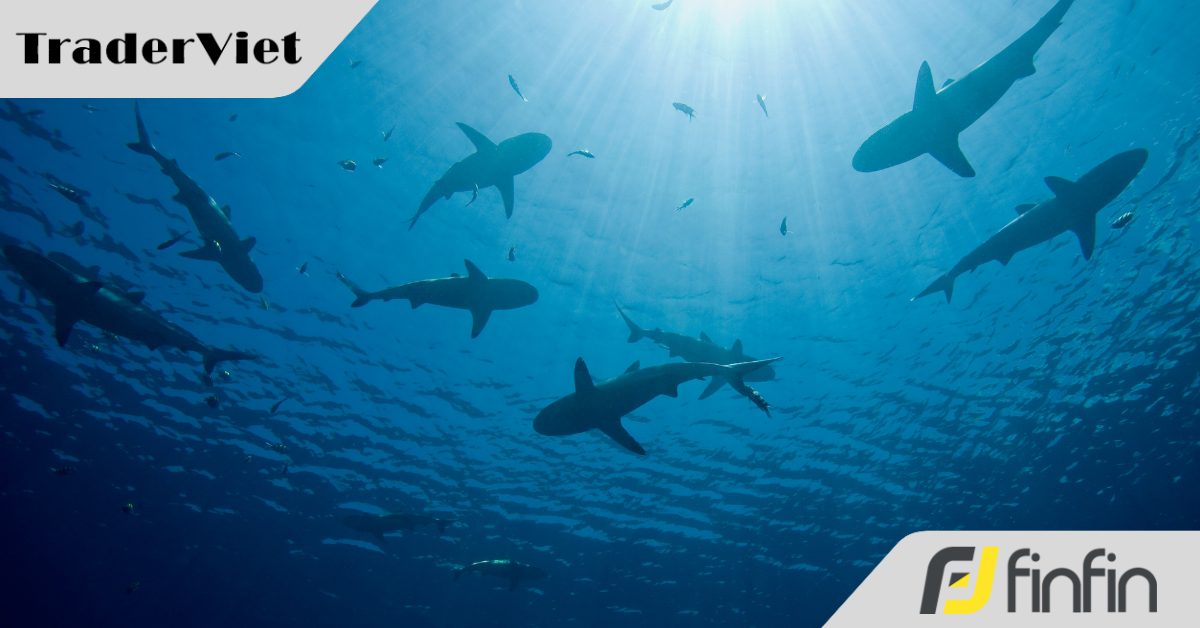 Bitcoin vẫn hút dòng tiền 'cá mập'