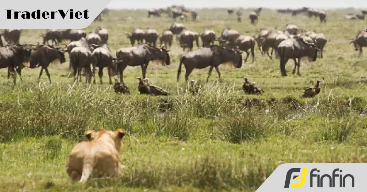 Trading như sư tử săn mồi