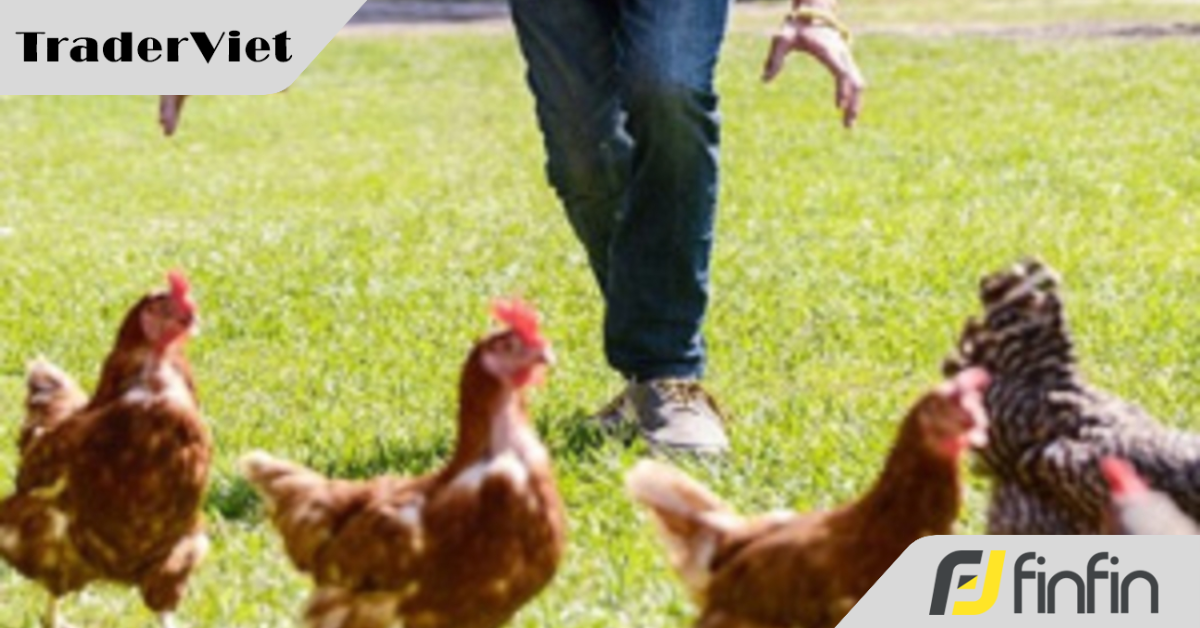 Bóc trần "Công thức lùa gà" 4 bước của các thầy bà dạy Trade hiện nay – Đọc để không "mất tiền ngu"!