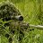 Mr Sniper