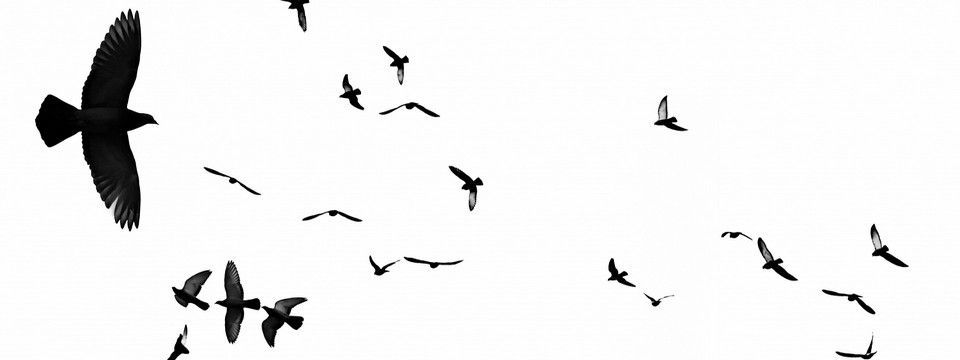 Hệ thống Arbitrage giao dịch Bitcoin Chim đen lợi nhuận cao, rủi ro thấp