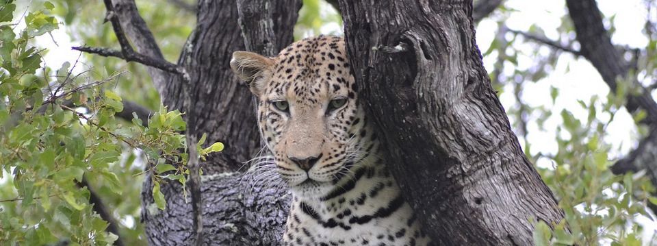 Làm thế nào để giao dịch Forex chuyên nghiệp như một kẻ săn mồi?