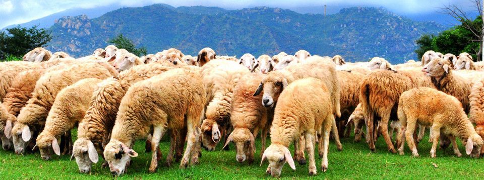 Bitcoin - Khi đàn cừu bị lùa vào chuồng