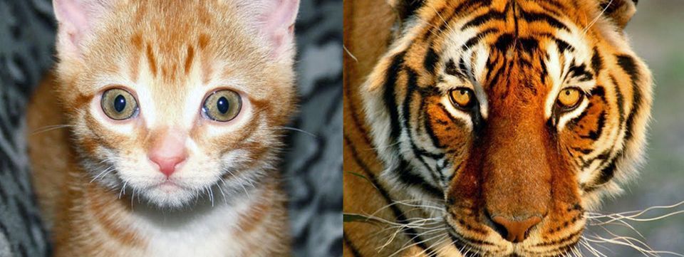 Nhận diện khi nào giá pullback, khi nào giá sideways?