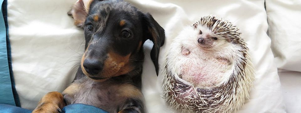 Truyện ngụ ngôn Hy Lạp "con cáo và con nhím" -  công thức thành công của trader