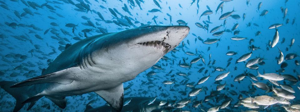 Cá mập đang chơi trò gì với BTC và Bitfinex trong ngày hôm nay?