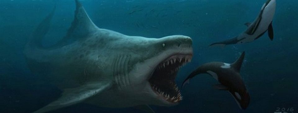 Oh Sh*t ! Thủy quái đang ăn thịt cá mập