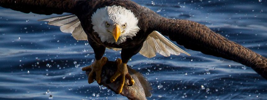 Trader đại bàng đã đánh hơi được xu hướng thị trường mới trong dài hạn?