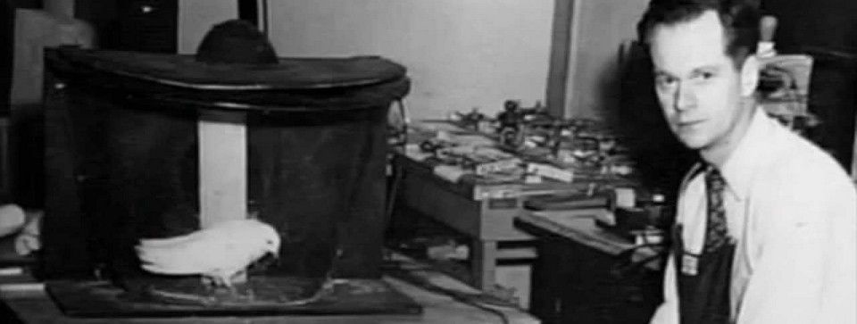 Thí nghiệm Skinner và sự bối rối của Trader