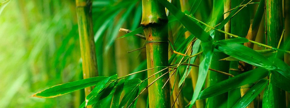 Câu chuyện Cây Tre - Cách thành công đến với chúng ta