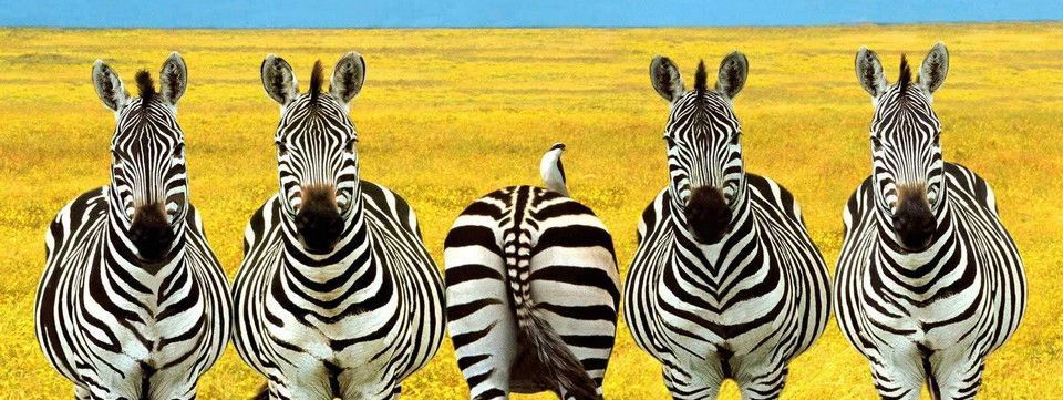 Ý tưởng giao dịch ngược hướng với các trader nhỏ lẻ