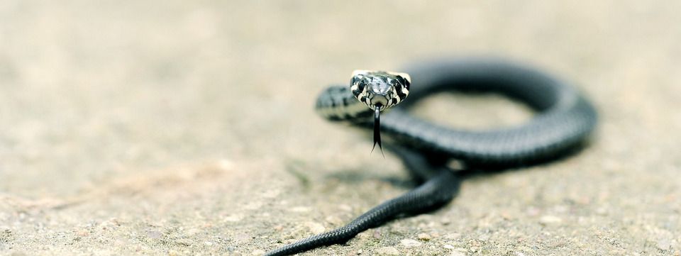 Câu chuyện con rắn và cái cưa - góc nhìn của một trader thua lỗ