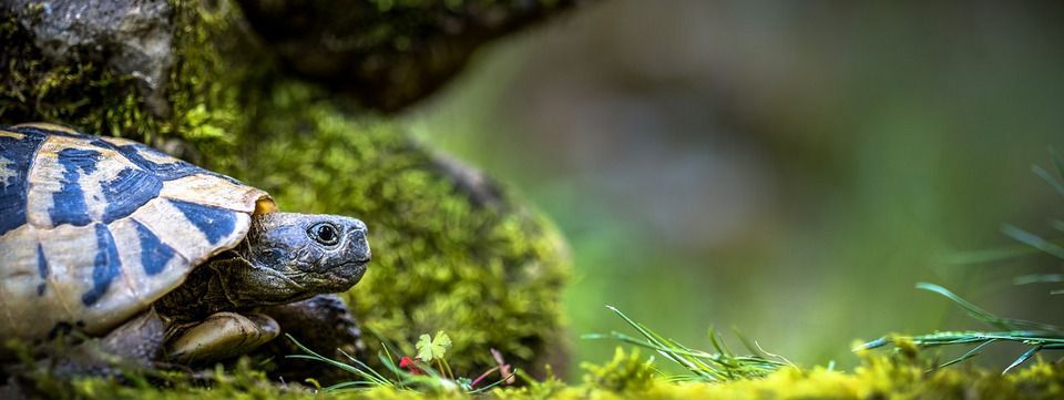 Mô hình Súp Rùa - có giống như hệ thống Con Rùa huyền thoại không?