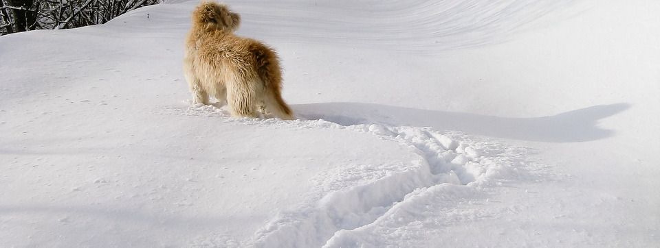 Lần theo dấu chân dòng tiền lớn chỉ bằng công cụ volume này