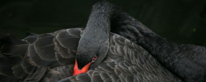 Biểu đồ Thiên Nga Đen có khả năng tác động đến thị trường tài chính toàn cầu sắp tới