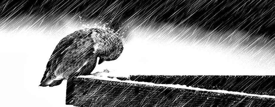 Stop loss và điểm chung của các trader thua lỗ triền miên