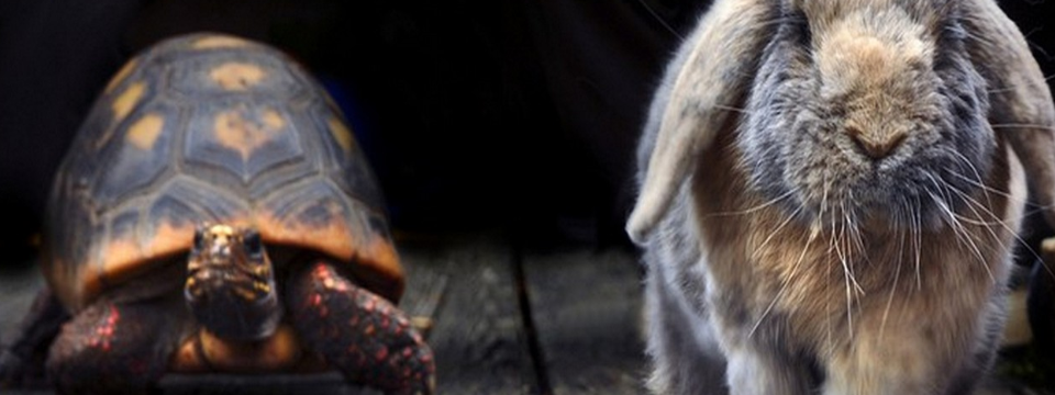 Tư duy nhanh và chậm - Cuốn sách tâm lý trader không nên bỏ qua