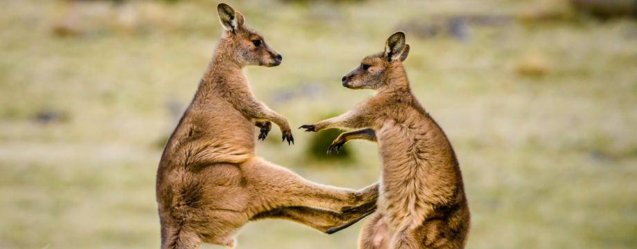 Bí quyết giao dịch Pin bar đuôi dài của Nial Fuller: đơn giản nhưng cực kỳ hiệu quả để đi theo trend