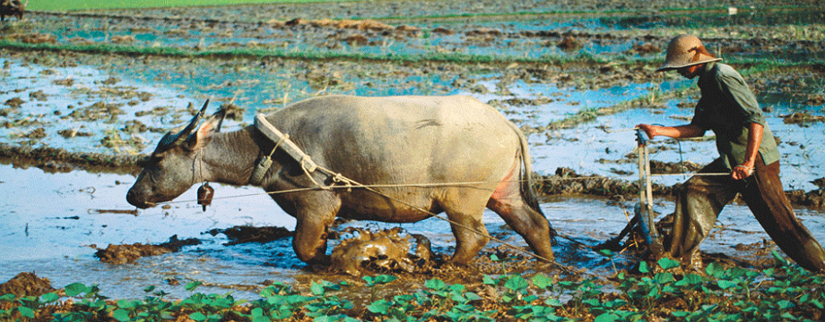 'Trâu cày' triệu đô: Náo loạn mấy năm rồi, các bộ đang bàn bạc