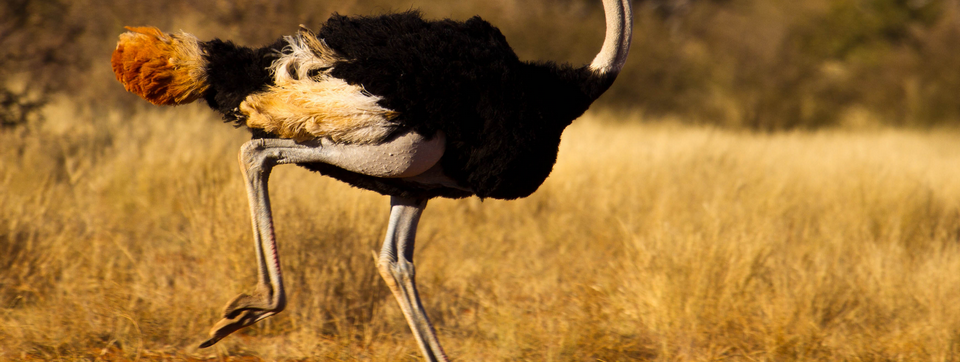 Mô hình Hồi 2 nhịp kết hợp cùng volume