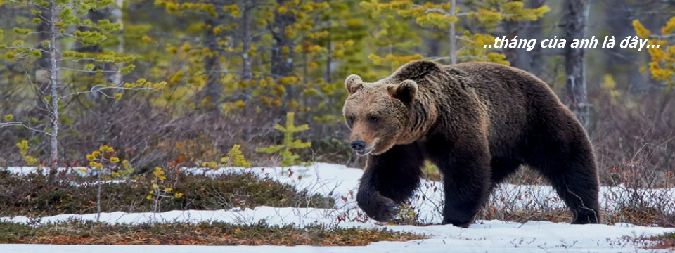 Thống kê cho thấy chứng khoán Việt Nam có xác suất giảm điểm cao nhất vào tháng 11