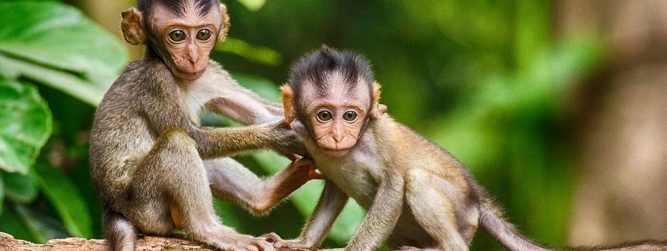 Câu chuyện con khỉ - thật ra chúng ta đã từng là chuyên gia bắt khỉ!