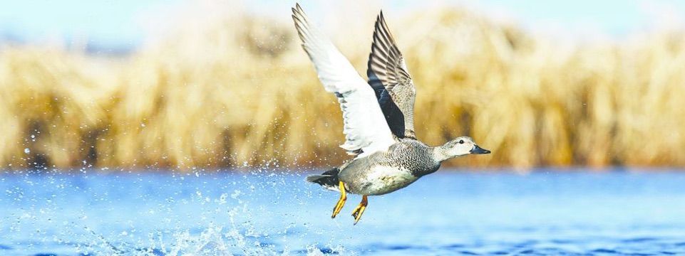 Phân tích Crypto đầu ngày 09/11 - Cất cánh lần 2?