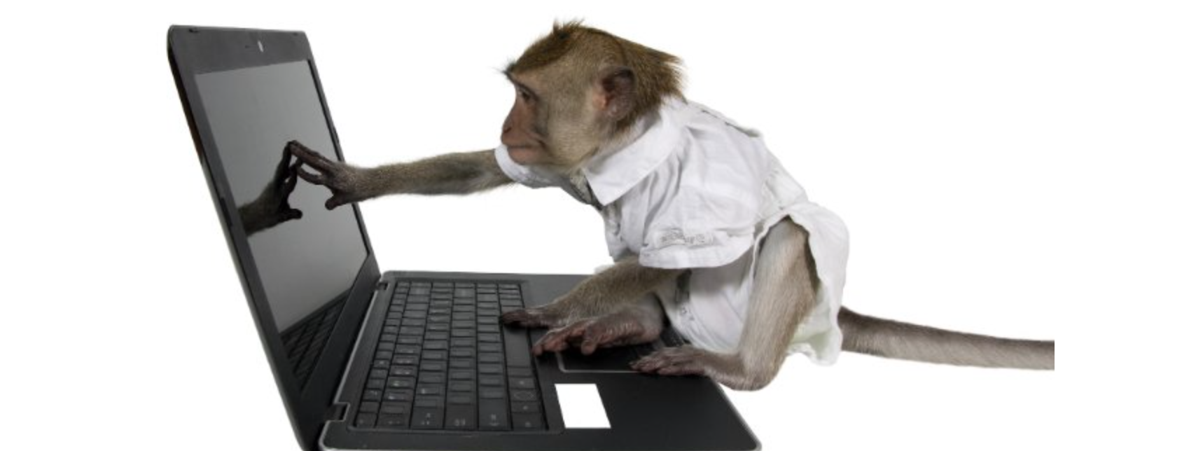 Hiệu quả đầu tư của bạn có bằng một chú khỉ?