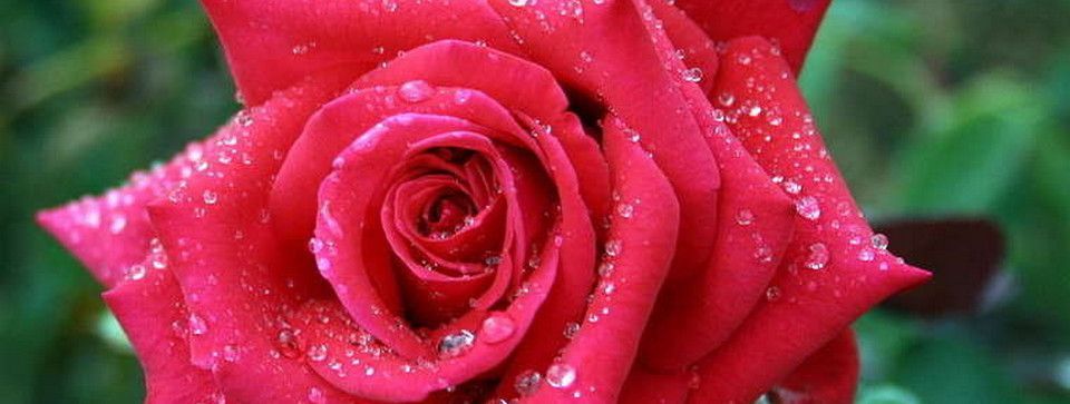 Phân tích Crypto chiều ngày 30/11 - Tin ở hoa hồng