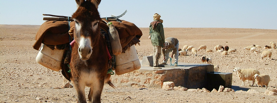 Câu chuyện con lừa và bài học kinh nghiệm dành cho trader