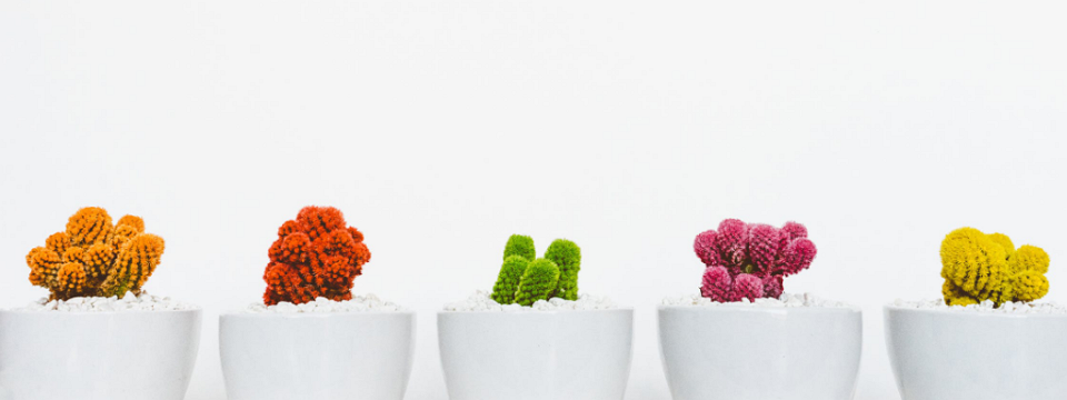 Tâm lý newbies và việc hãy giao dịch những gì chúng ta thấy…