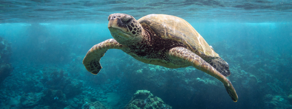 Chia sẻ 5 bí mật về cách quản lý rủi ro của trường phái Turtle Trading - Phần 2