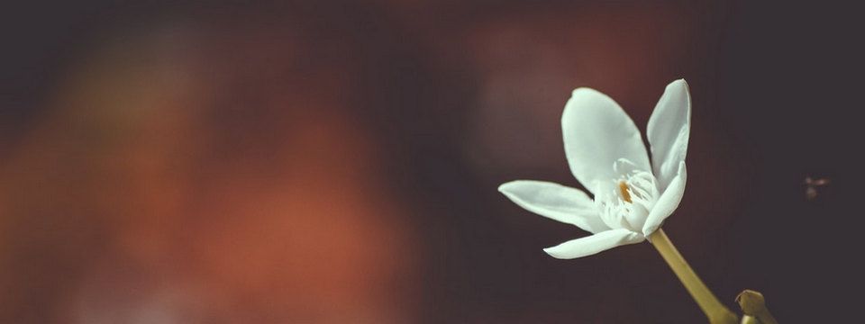 (Quan điểm) Crypto nào là hứa hẹn nhất