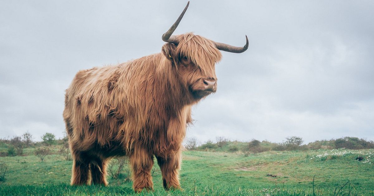 Phân tích Crypto chiều ngày 03/01 - Trạm nào thì Bò lên tàu lại được?