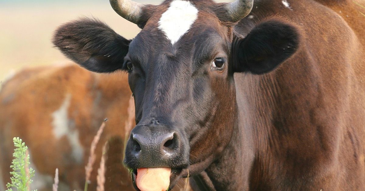 Câu chuyện lùa gà Binary Options Việt Nam của 1 thánh BO Việt