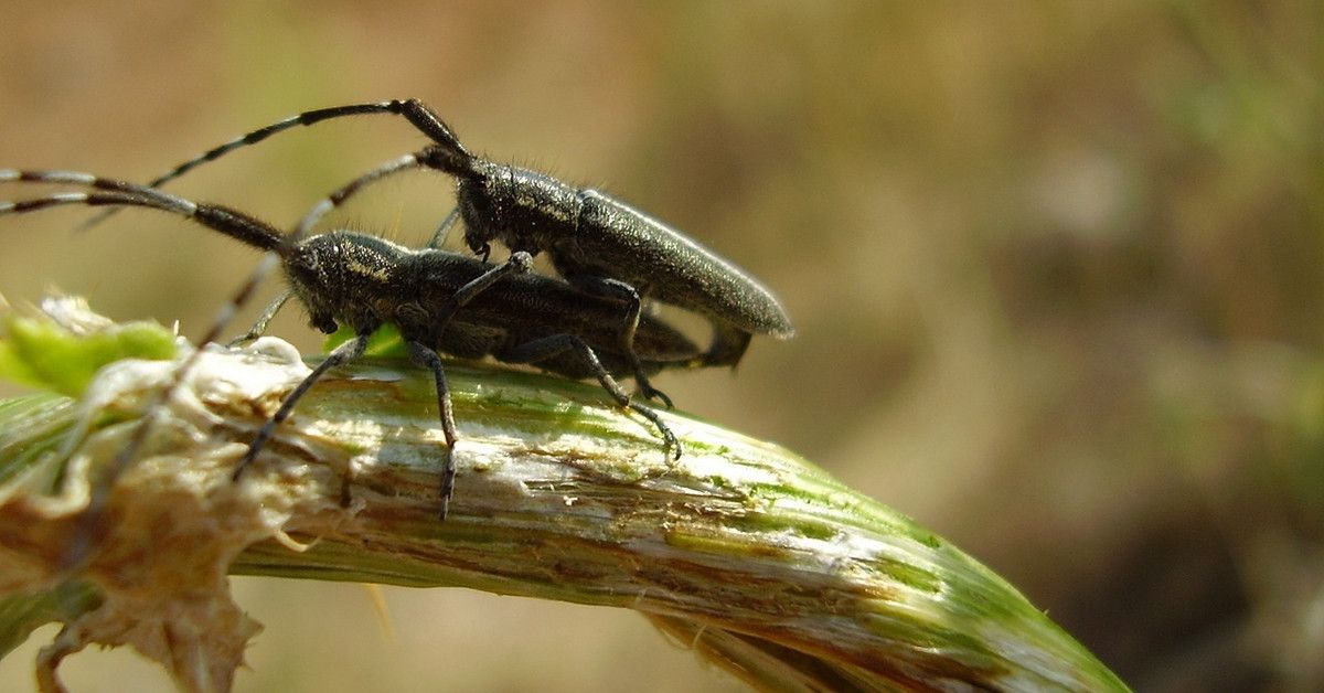 (Nóng) Ngân Lượng lỗi hệ thống, khách hàng Tickmill được gấp đôi số tiền nạp và rút thành công