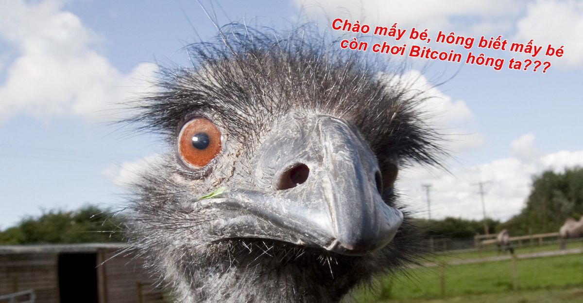 Bong bóng đà điểu EMU - Chân dài hơn Ngọc Trinh, chạy nhanh hơn Mbappe và nổ to hơn Bitcoin
