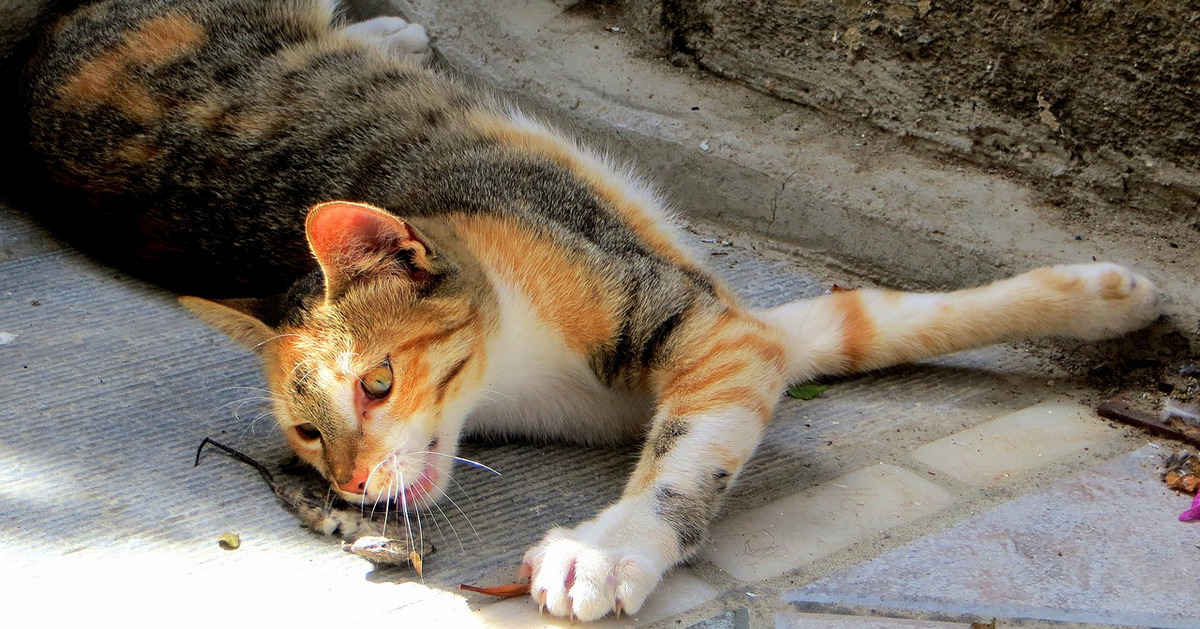 Mèo và chuột già - câu chuyện dành cho những trader muốn thoát khỏi sự thua lỗ