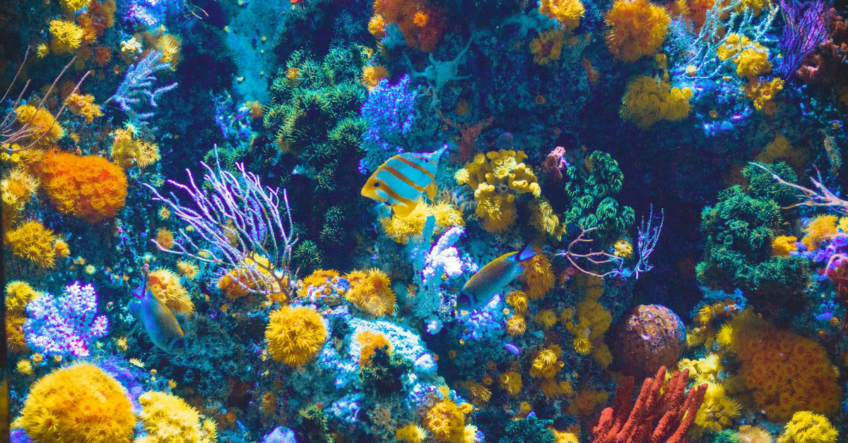 Bách khoa sinh vật biển Crypto: Nếu không phải là cá voi thì "em là ai giữa cuộc đời này"?