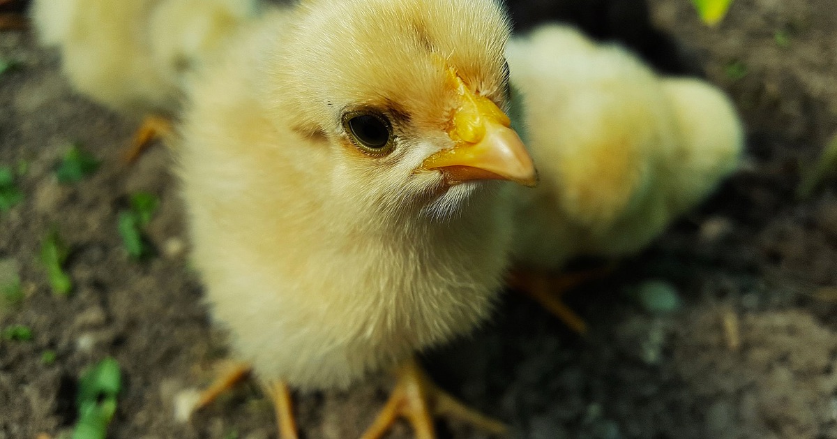 (Xin lời khuyên) Gà vào nghề