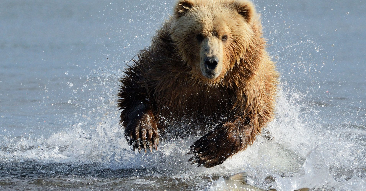 Phân tích chỉ số chứng khoán Mỹ phiên Mỹ ngày 7/3 - Gấu chó vào cuộc!