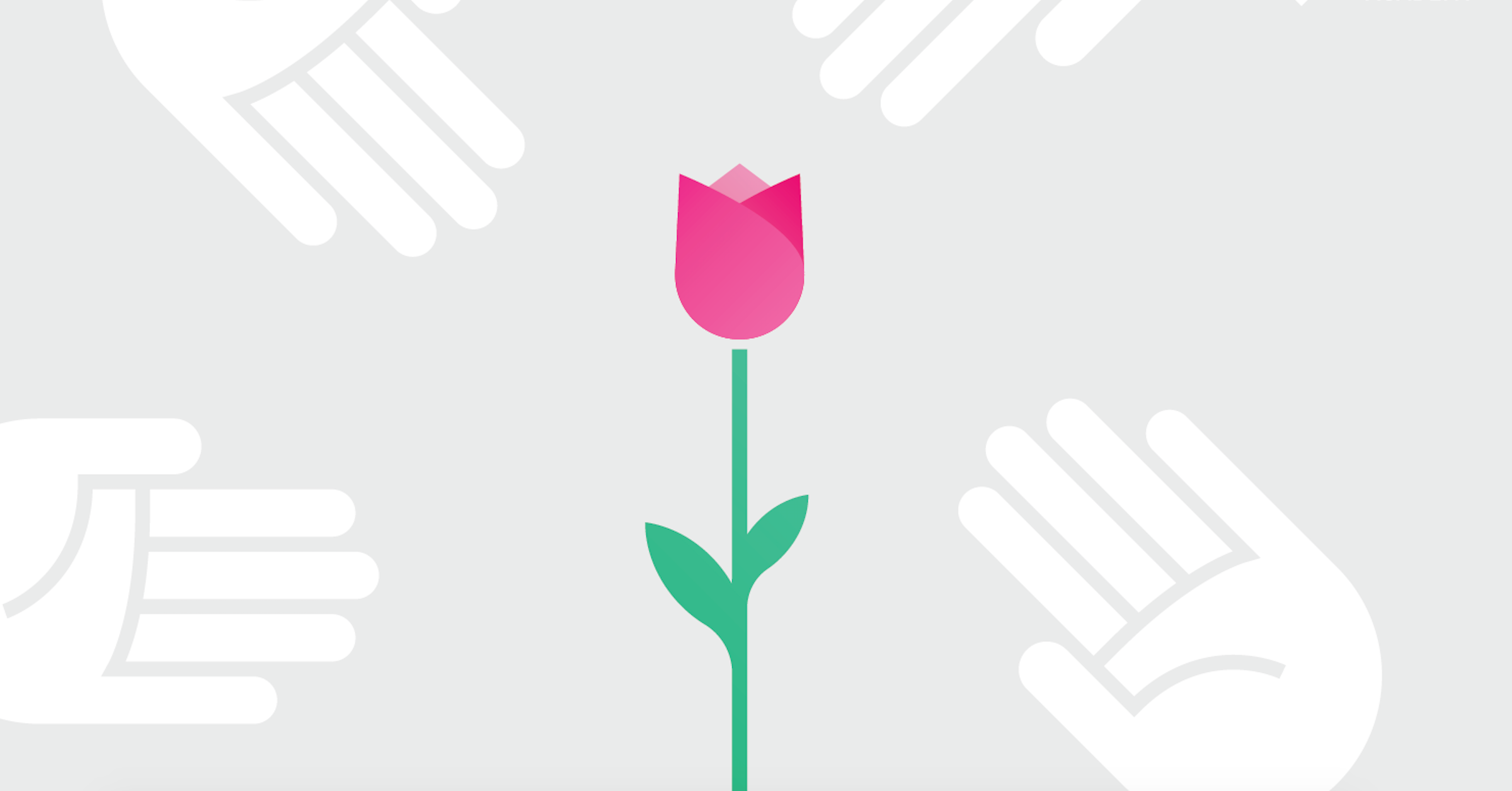 Con sốt hoa Tulip là gì?