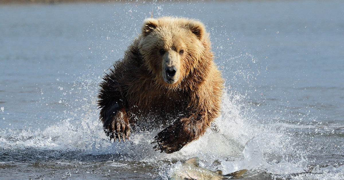 Chiến lược giao dịch chứng khoán Mỹ ngày 11/04 - Bác Gấu vào cuộc!