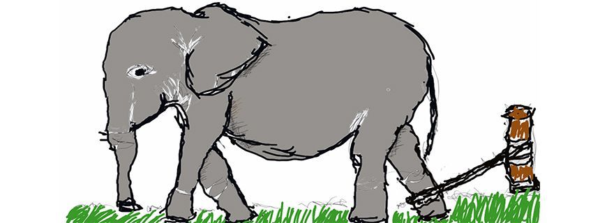 [Câu chuyện] Con voi, sợi dây thừng và bài học ý nghĩa về niềm tin trong cuộc sống
