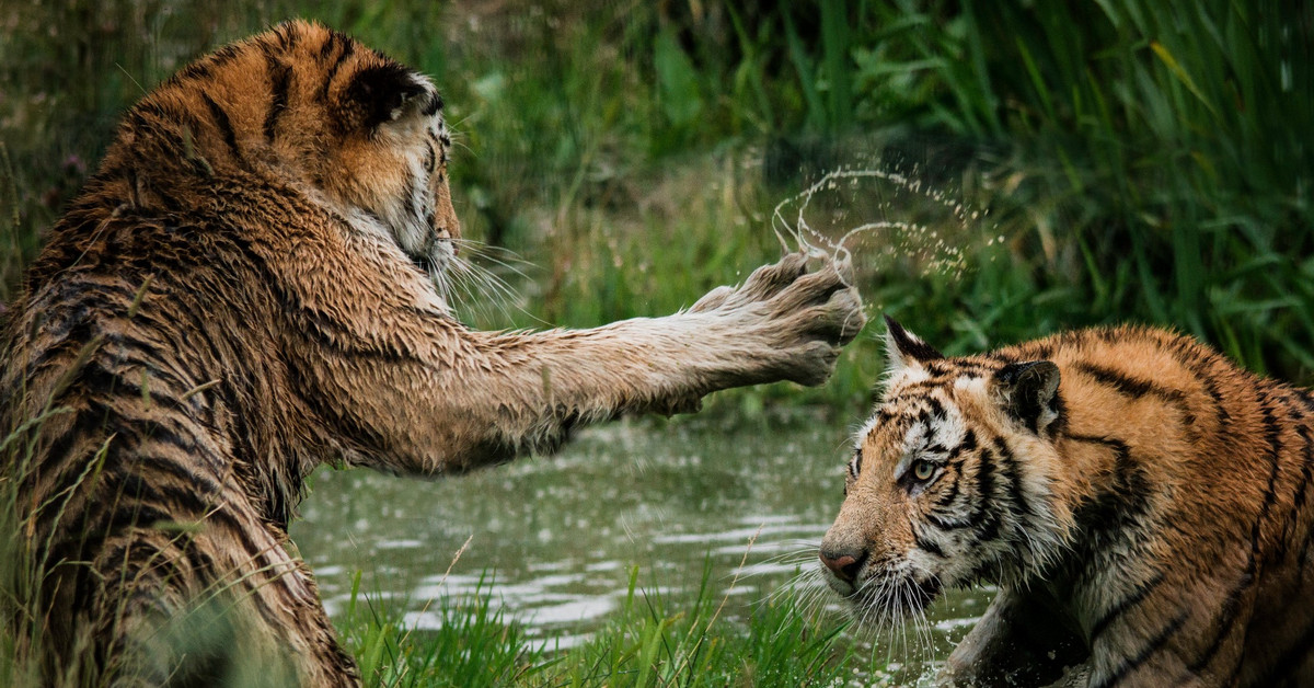 Cách quản lý vốn cho swing trader! Yếu tố sống còn trong giao dịch chứng khoán Mỹ