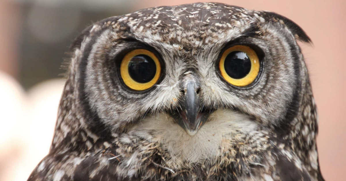 Tại sao khi đánh giá một trader, chúng ta không nên nhìn vào số năm kinh nghiệm của họ?