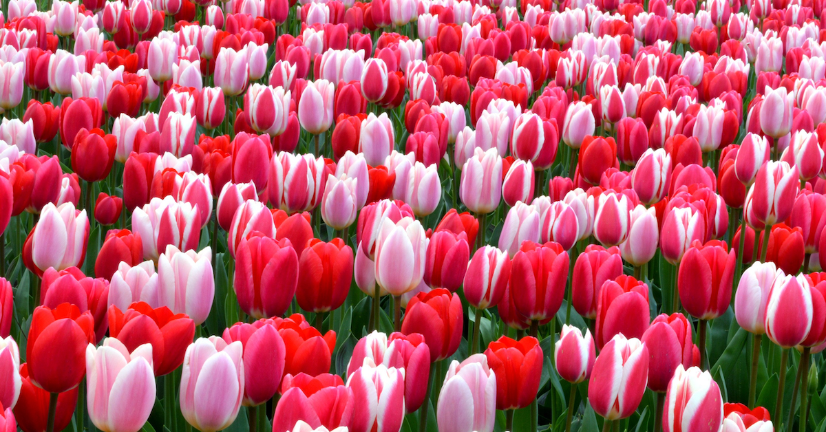 Bitcoin là hội chứng hoa tulip nở rộ rồi tàn lụi nhanh chóng hay giống như Internet đời đầu?